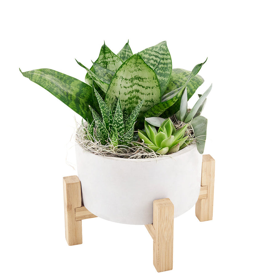 Same Day Flower Delivery - Flower Gifts - Plant Gifts - Succulent