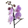 Floral Treasures Flowers Chocolate Gift - Orchid Gift Set - USA Delivery