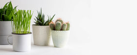 Cacti, Succulents, & Beer Gift Baskets Delivered to the America
