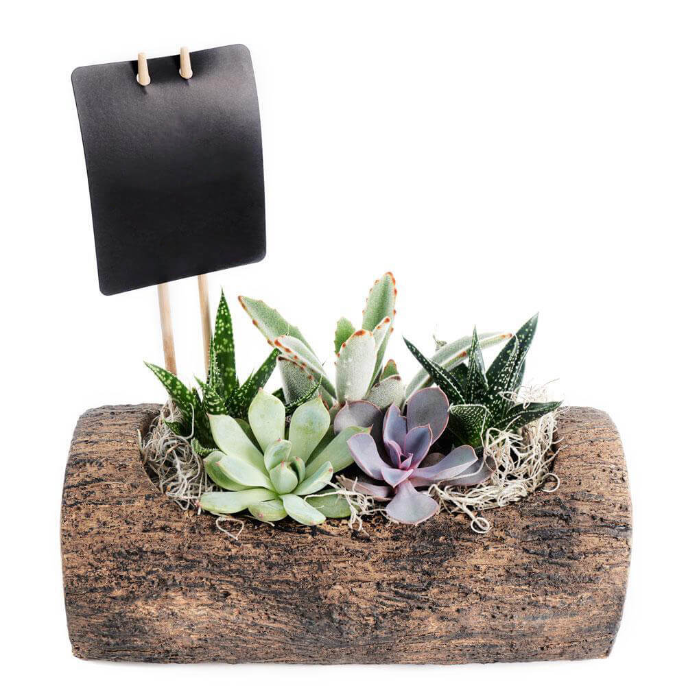 Natural Log Succulent Arrangement - Succulent Gift - USA Delivery