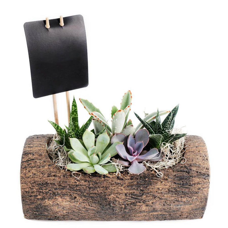 Natural Log Succulent Arrangement - Succulent Gift - USA Delivery