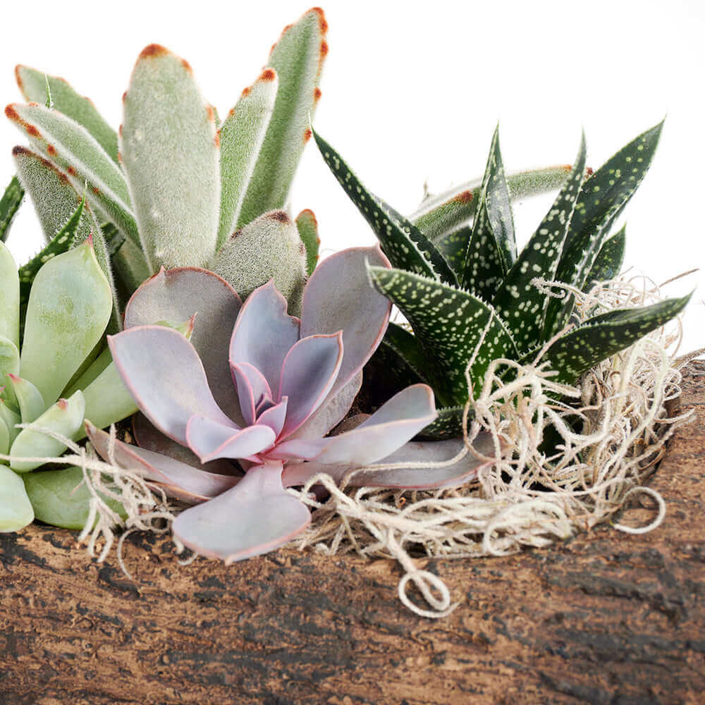 Natural Log Succulent Arrangement - Succulent Gift - USA Delivery