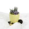 Potted Succulent Arrangement - Succulent Plant Gift - USA Delivery