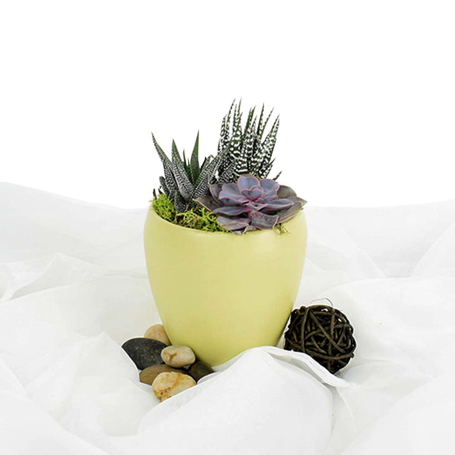 Potted Succulent Arrangement - Succulent Plant Gift - USA Delivery