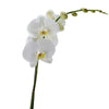 Pure & Simple Exotic Orchid Plant - Orchid Gift - USA Delivery