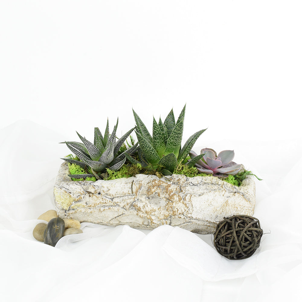 Succulent Rock Garden