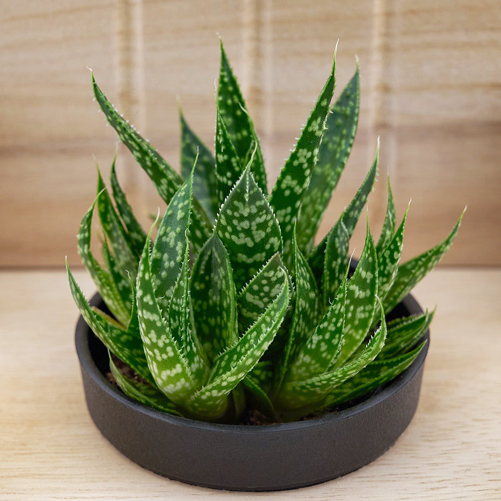 Butterfly planter chair arrangement with a potted succulent. USA Delivery