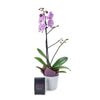Floral Treasures Flowers Chocolate Gift - Orchid Gift Set - USA Delivery