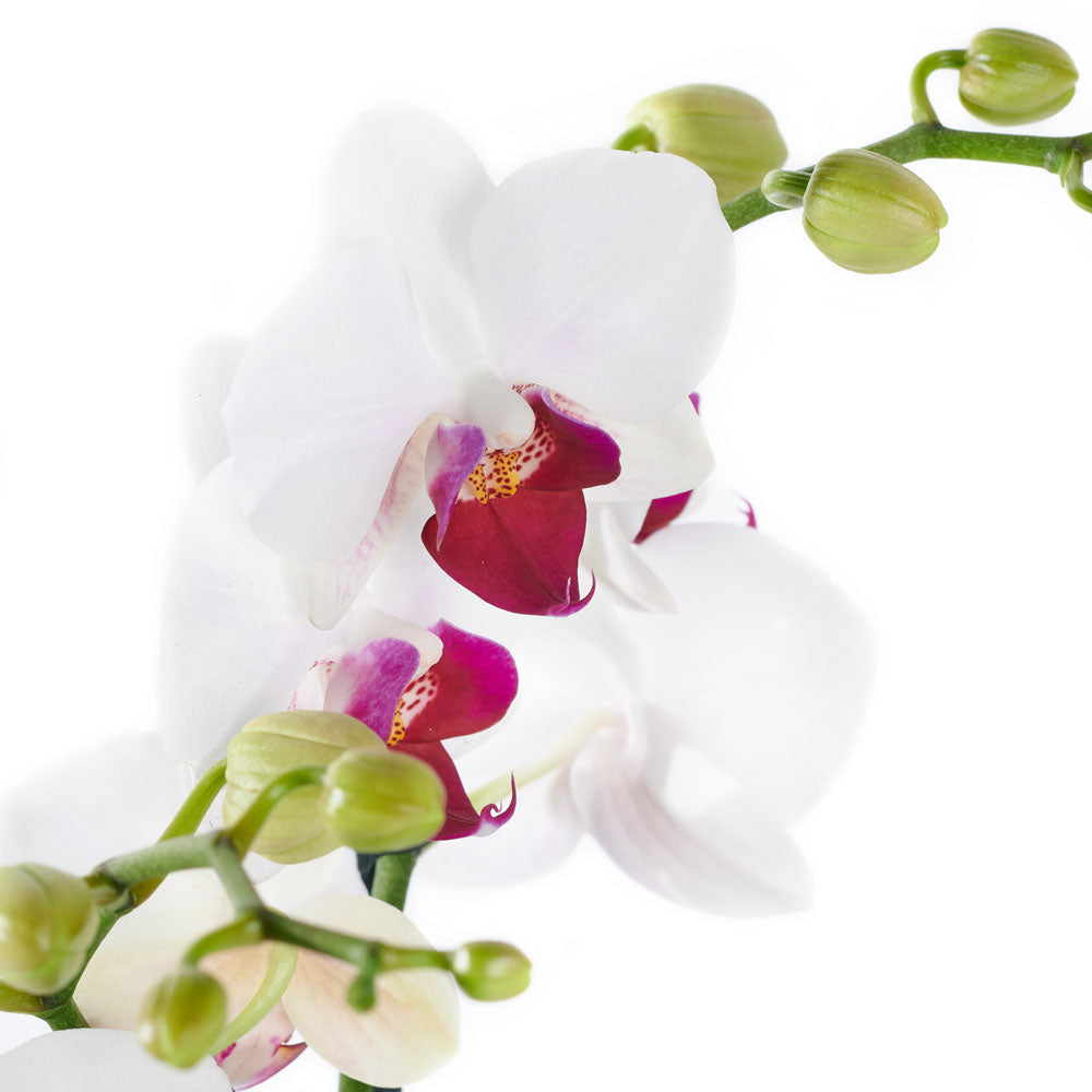 Lavish Exotic Orchid Plant - Orchid Plant Gift - USA Delivery