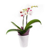 Lavish Exotic Orchid Plant - Orchid Plant Gift - USA Delivery