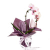 Orchid and Planter - Orchid Potted Plant Gift - USA Delivery