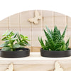Succulent Greenhouse planter bench arrangement with a potted succulent. USA Delivery